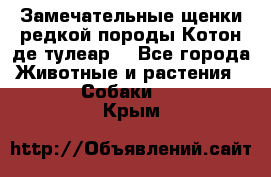 Замечательные щенки редкой породы Котон де тулеар  - Все города Животные и растения » Собаки   . Крым